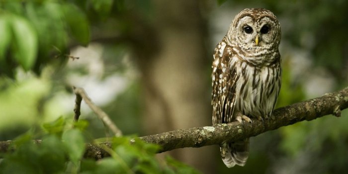2560x1600 Owl Wallpapers | WallPics