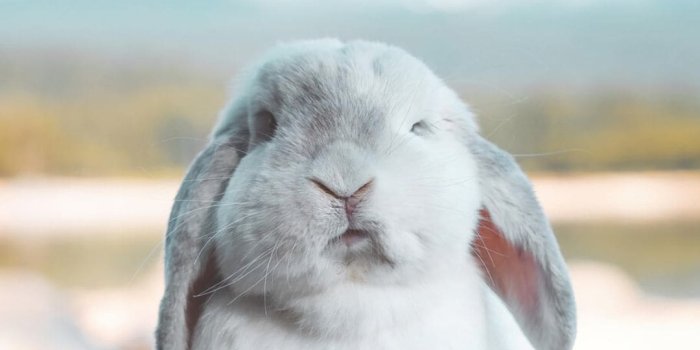 1080x2280 Bunny Wallpapers - Top Quality Bunny Backgrounds [ 30 + HD ]