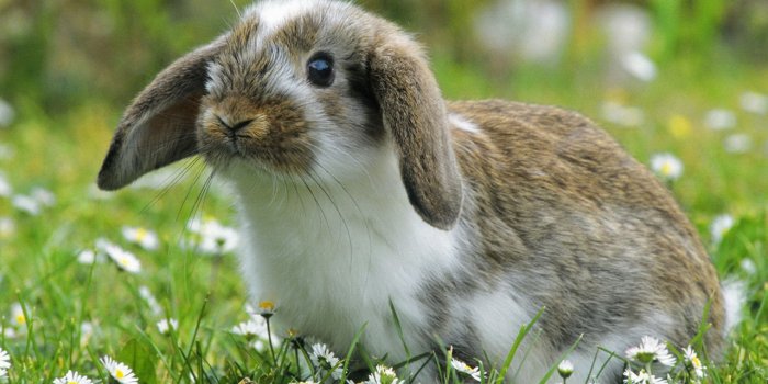 1280x800 Beautiful Bunny - Bunny Rabbits Wallpaper (40120982) - Fanpop