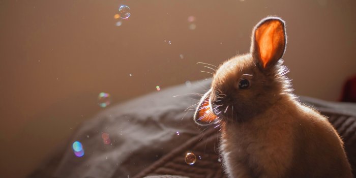 1920x1080 Bunny wallpaper | 1920x1080 | #45851