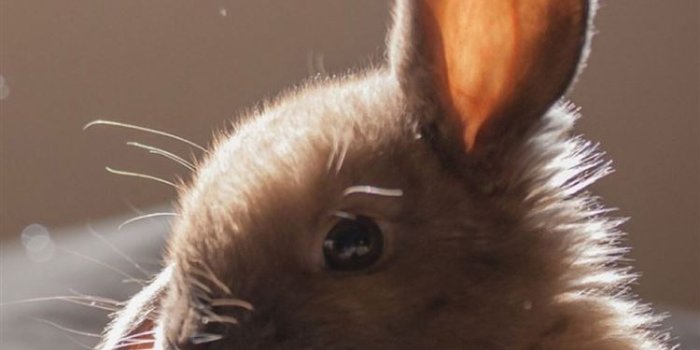 750x1334 Cute Bunny Soap Bubbles iPhone 8 Wallpapers Free Download