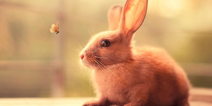 1920x1200 2600493 / 1920x1200 bunny wallpaper for desktop background free download |  Cool wallpapers for me!