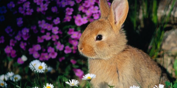 1024x768 67+] Bunny Wallpapers on WallpaperSafari
