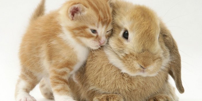 1920x1440 Kitten and Bunny Wallpapers - 4k, HD Kitten and Bunny Backgrounds on  WallpaperBat