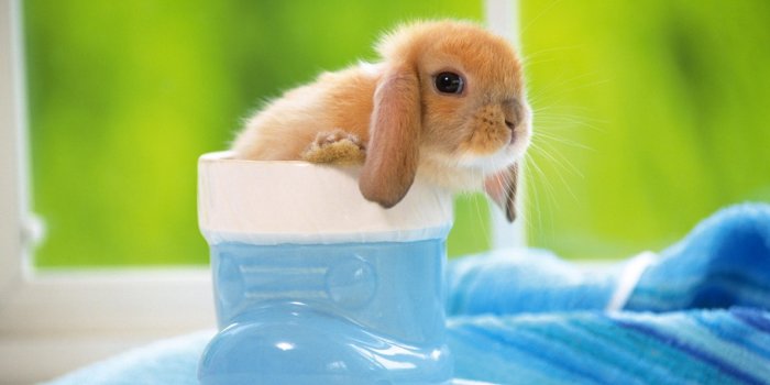 1920x1200 Rabbit Wallpapers, Download Free Cute Baby Rabbits - Baby Bunny Wallpaper  Hd - 1920x1200 Wallpaper - teahub.io