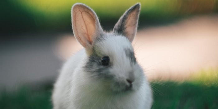 1000x1430 Baby Rabbit Pictures | Download Free Images on Unsplash