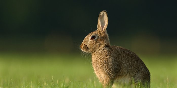 1920x1200 bunny HD wallpapers, backgrounds