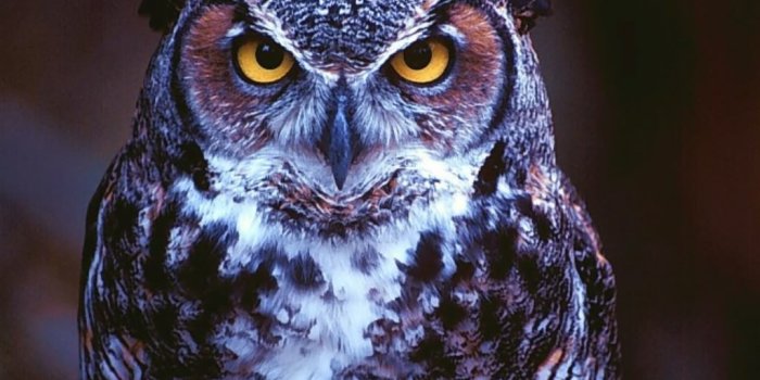 1024x768 73+] Owl Wallpaper on WallpaperSafari