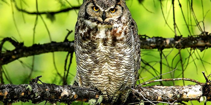 1200x900 Great horned owl wallpapers HD | Download Free backgrounds