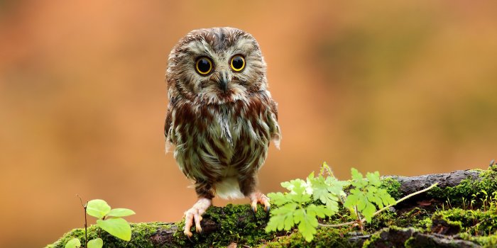 1920x1200 Small Owl Wallpaper | 1920x1200 | ID:43686