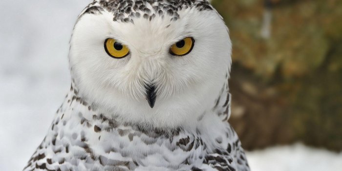 1920x1080 Snowy Owl Wallpapers - 4k, HD Snowy Owl Backgrounds on WallpaperBat