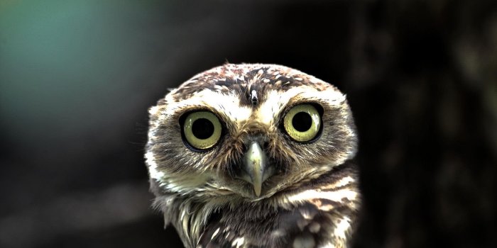 1920x1080 Owl Wallpapers Desktop Background