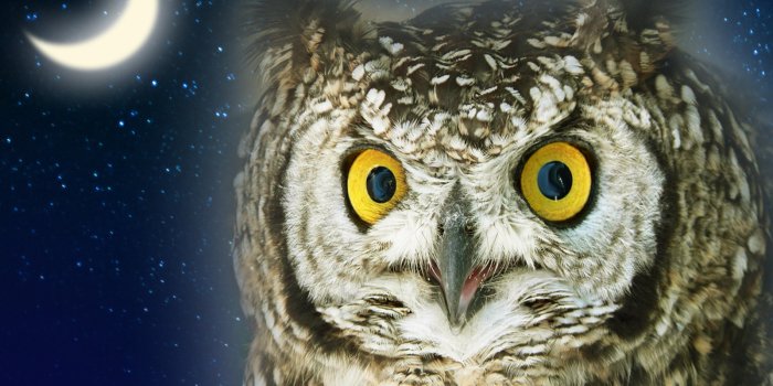1600x1200 Owl Wallpapers - Animal Spot