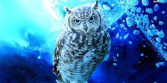 1366x768 Owl wallpapers 1366x768 (laptop) desktop backgrounds
