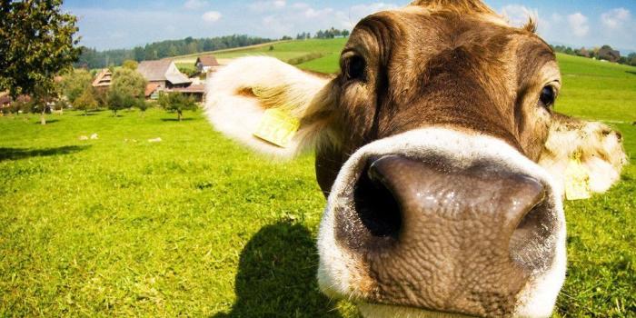 1024x768 Cow Wallpapers - Top Free Cow Backgrounds - WallpaperAccess