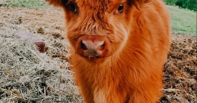 670x1200 Fluffy Baby Cow Wallpapers