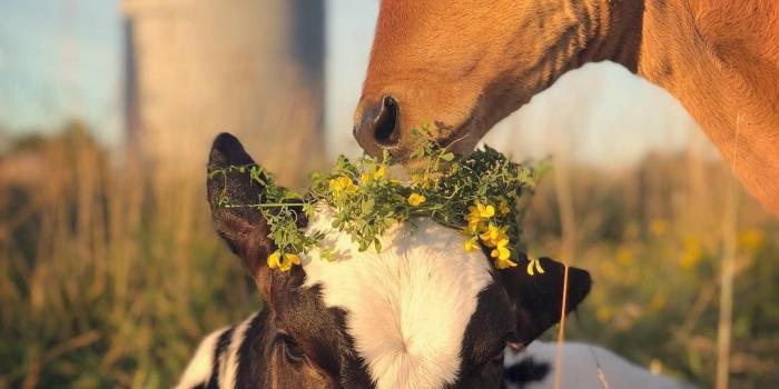 1080x1350 Cow Wallpaper - EnWallpaper