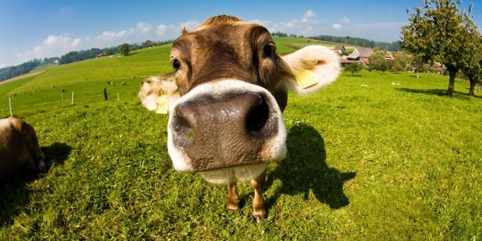 1920x1080 Cow Wallpapers - Top Free Cow Backgrounds - WallpaperAccess