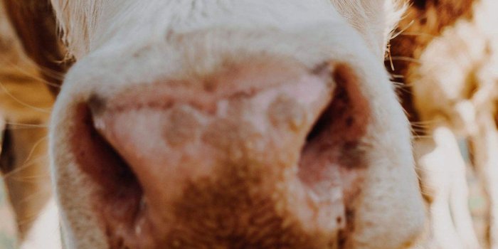 1284x2778 cow iPhone Wallpapers Free Download