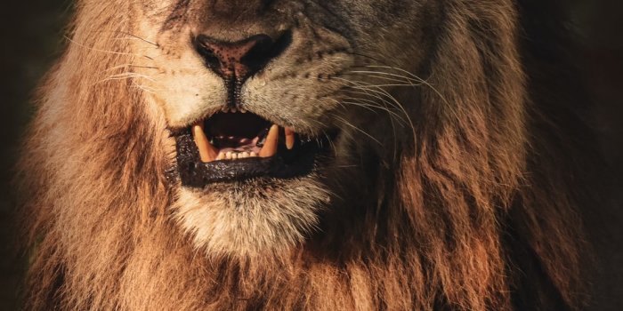 1000x1499 750+ Lion King Pictures | Download Free Images on Unsplash