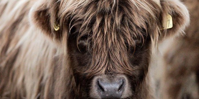 750x1334 brown cattle iPhone 8 Wallpapers Free Download