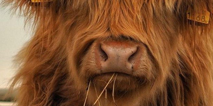 1125x2436 Fluffy Cow Wallpapers