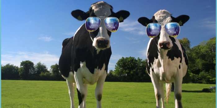 1405x1054 Funny Cow Wallpapers - Top Free Funny Cow Backgrounds - Cute Cow Wallpaper  | Neat