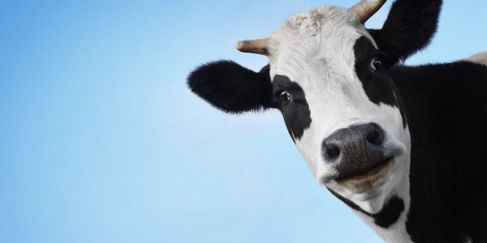 1920x1200 Free download Cute Cow Wallpapers - PixelsTalk.Net