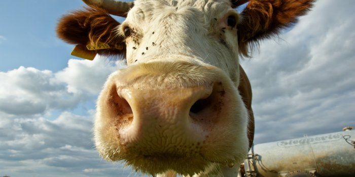 1600x1000 43+] HD Cow Wallpaper on WallpaperSafari