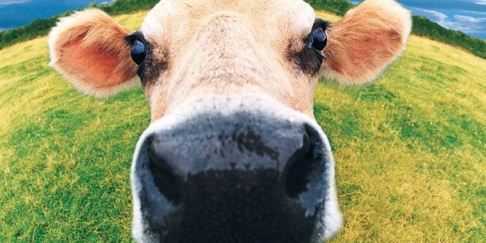 1024x768 Funny Cow Wallpapers Desktop Background