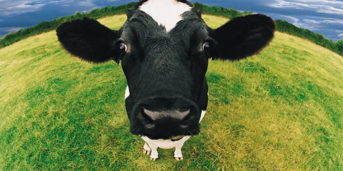 1191x792 Cow Wallpapers 1191x792, - 1191x792 Wallpaper - teahub.io