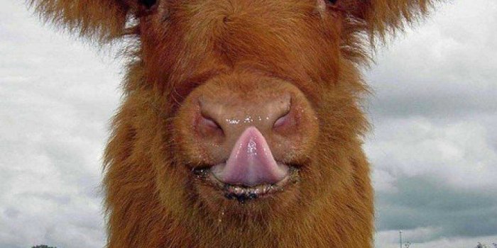 1330x1773 Cow Wallpaper - EnWallpaper