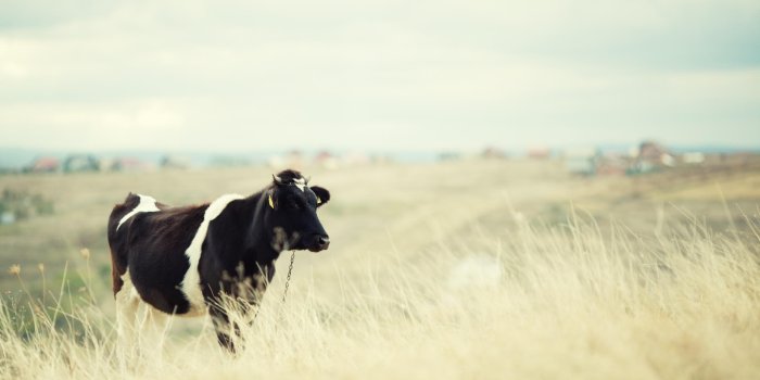 2560x1706 Cow Wallpapers and HD Backgrounds free download on PicGaGa