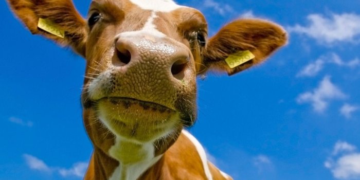 1680x1050 Funny Cow Wallpapers