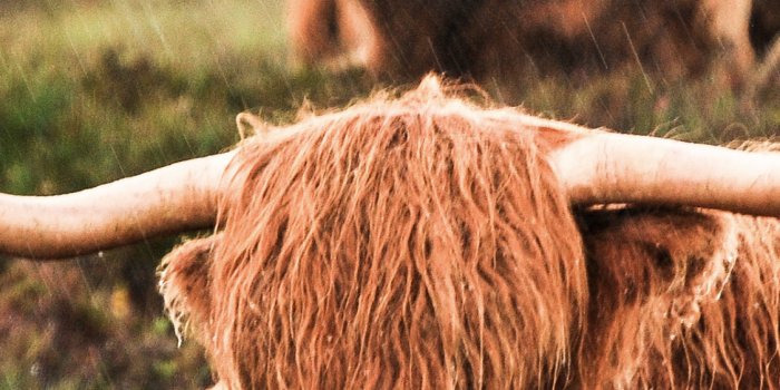 1125x2436 Highland Cow Wallpaper Iphone - 1125x2436 Wallpaper - teahub.io