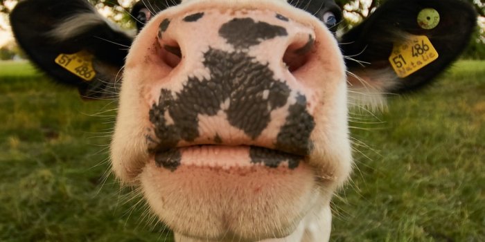 1000x1446 20+ Best Free Cow Pictures & Stock Photos on Unsplash
