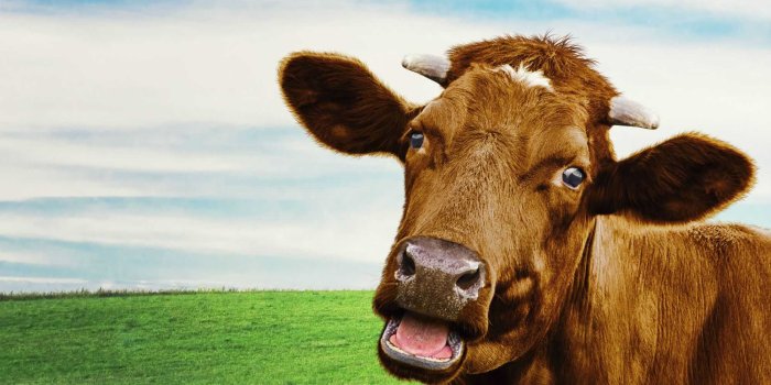 2000x1124 Cow Wallpaper PC - KoLPaPer - Awesome Free HD Wallpapers