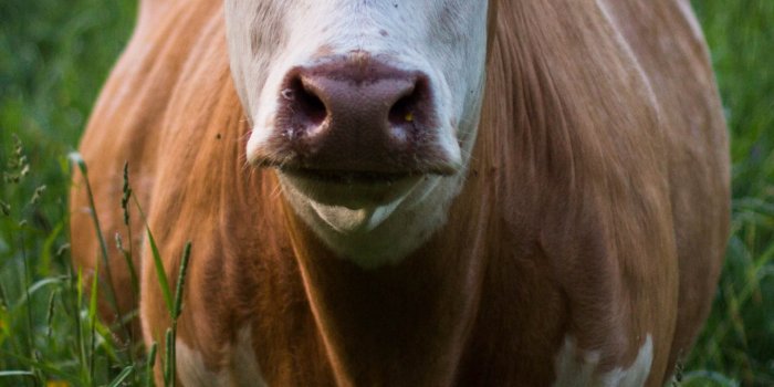 1440x2560 Cow in Grass Wallpaper - iPhone, Android & Desktop Backgrounds