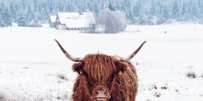 736x1308 Highland Cow | Cow wallpaper, Fluffy cows, Cute cows