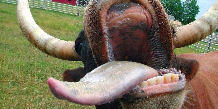 1024x768 Cow Wallpapers - Animals Town