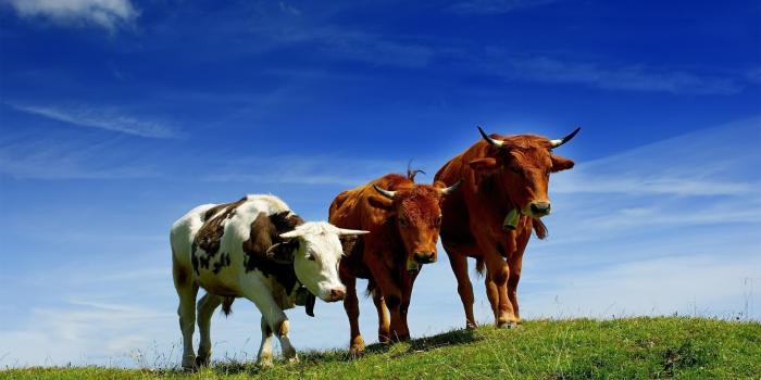 1920x1080 24 Cow Wallpapers - Wallpaperboat