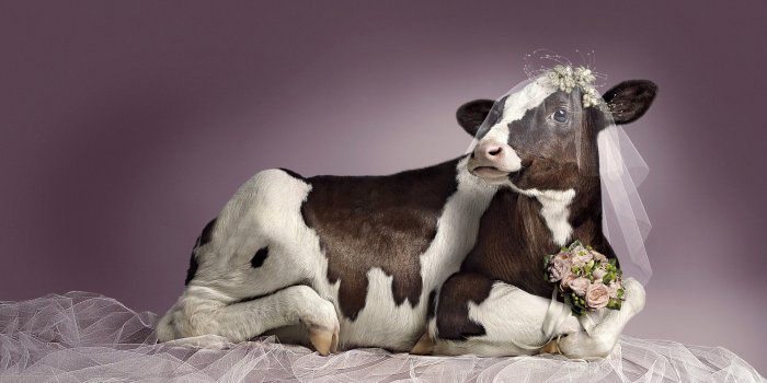1920x1080 Free download Bridal cow funny wallpapers and images HD Wallpapers Rocks  [1920x1200] for your Desktop, Mobile & Tablet | Explore 71+ Cute Cow  Wallpaper | Funny Cow Wallpaper, Cow Wallpapers for Desktop,