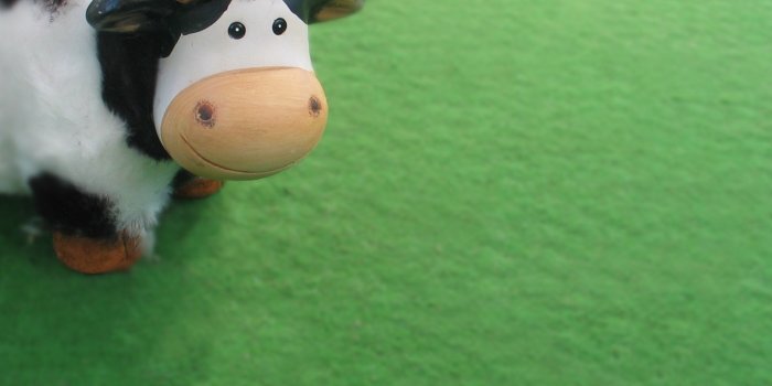 1600x1200 Cute cow wallpapers | Cute cow stock photos