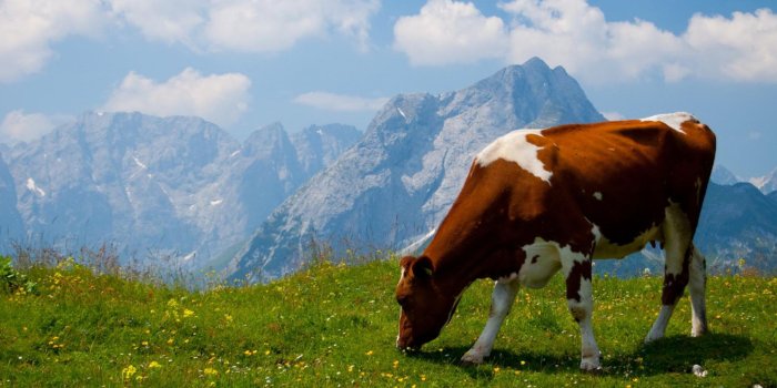 2560x1600 Cow Pictures & Wallpapers • TrumpWallpapers