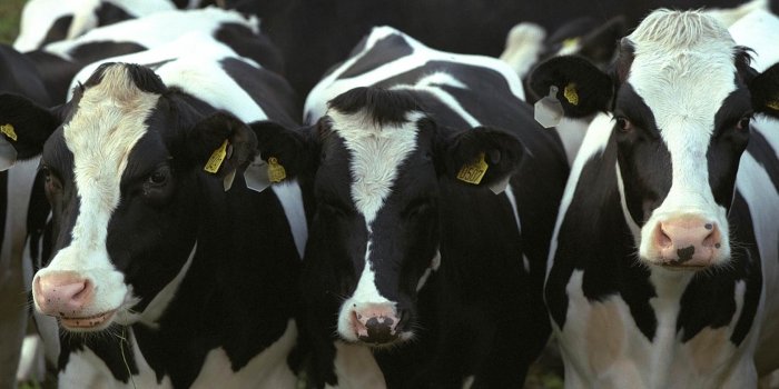 1680x1050 Cow Desktop and Mobile Wallpaper - Animals Town