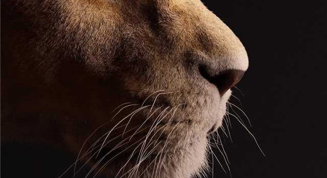 640x1385 4K The Lion King Wallpaper - KoLPaPer - Awesome Free HD Wallpapers