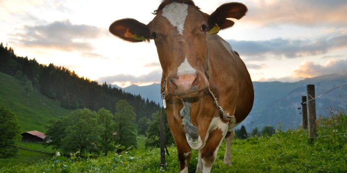 2560x1600 Cow wallpapers | Cow stock photos