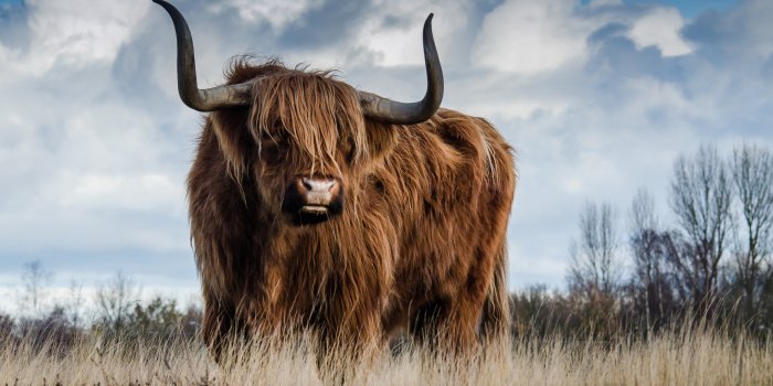 3840x2160 cow HD wallpapers, Backgrounds