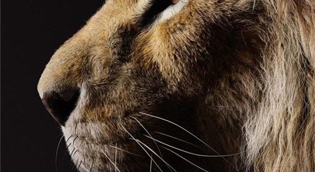640x1385 Best The lion king iPhone 11 HD Wallpapers - iLikeWallpaper
