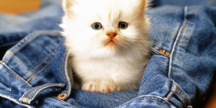 1600x1200 76+] Cats Wallpaper on WallpaperSafari